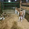 Guernsey bottle calves