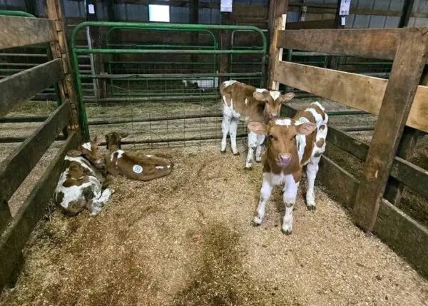 Guernsey bottle calves