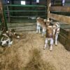 Guernsey bottle calves