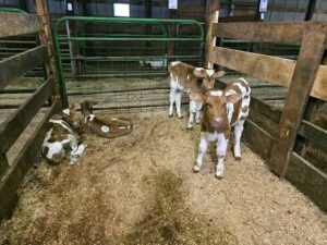 Guernsey bottle calves