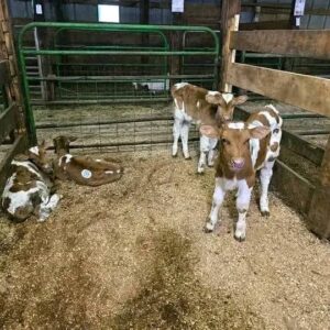 Guernsey bottle calves