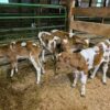 Guernsey bottle calves