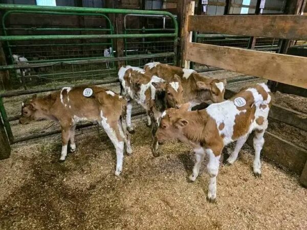 Guernsey bottle calves