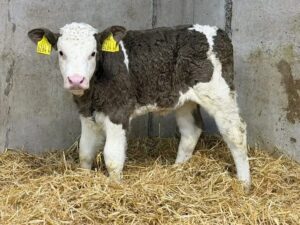 Simmental bottle calves