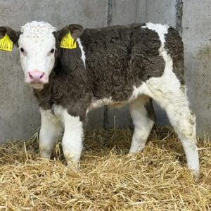 Simmental bottle calves