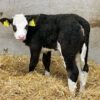 WhatsApp Image 2026-03-26 at 10.06.05 AM (1) Simmental weaned calves