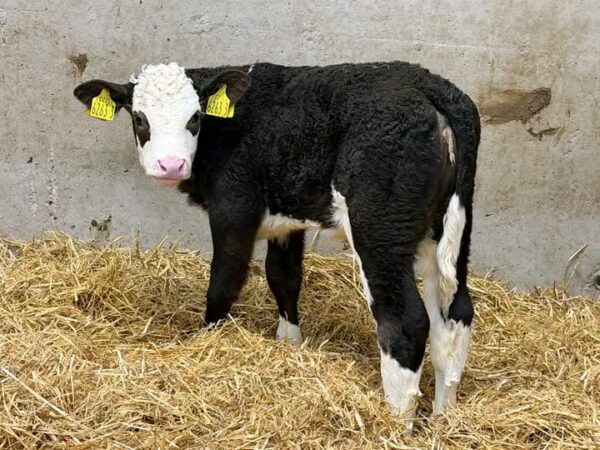 WhatsApp Image 2026-03-26 at 10.06.05 AM (1) Simmental weaned calves