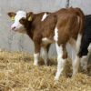 WhatsApp Image 2026-03-26 at 10.06.05 AM Simmental weaned calves