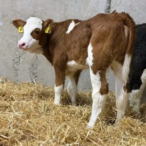 Simmental weaned calves