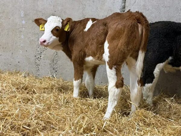 WhatsApp Image 2026-03-26 at 10.06.05 AM Simmental weaned calves