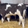 WhatsApp Image 2026-03-26 at 10.06.06 AM (1) Simmental weaned calves
