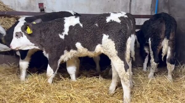 WhatsApp Image 2026-03-26 at 10.06.06 AM (1) Simmental weaned calves