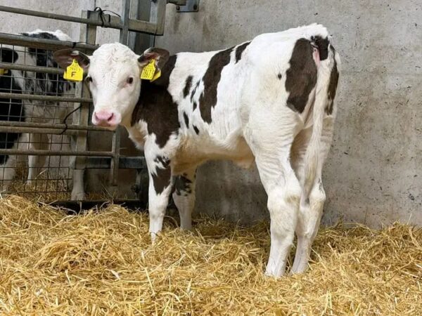 WhatsApp Image 2026-03-26 at 10.06.06 AM Simmental weaned calves