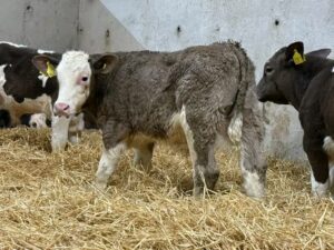 Hereford bottle calves