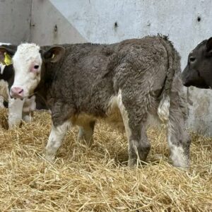 Hereford bottle calves