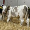 WhatsApp Image 2026-03-26 at 10.06.26 AM Simmental weaned calves