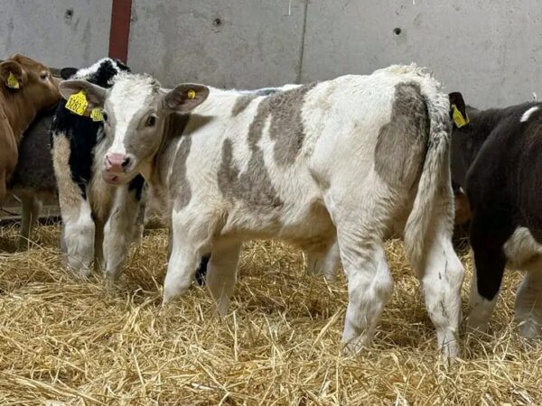 WhatsApp Image 2026-03-26 at 10.06.26 AM Simmental weaned calves