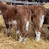 Hereford bottle calves
