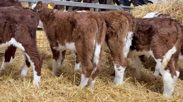 Hereford bottle calves