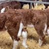 Hereford bottle calves