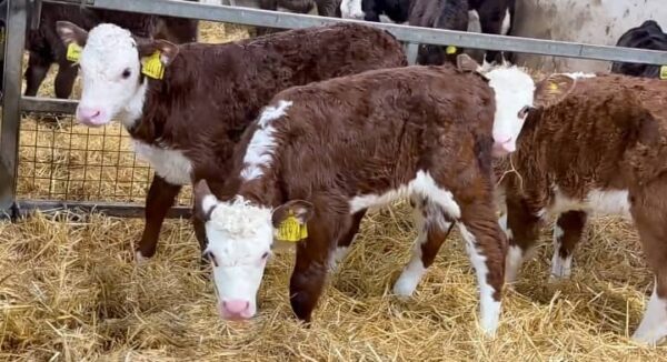 Hereford bottle calves