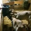 WhatsApp Image 2026-03-26 at 10.07.45 AM (1) Brown Swiss bottle calves