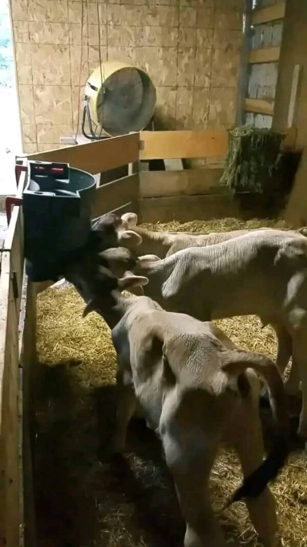 WhatsApp Image 2026-03-26 at 10.07.45 AM (1) Brown Swiss bottle calves