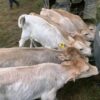 WhatsApp Image 2026-03-26 at 10.07.45 AM (2) Brown Swiss bottle calves