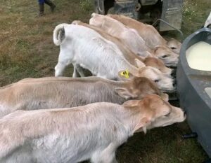 Brown Swiss bottle calves