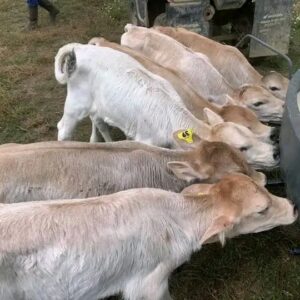 Brown Swiss bottle calves