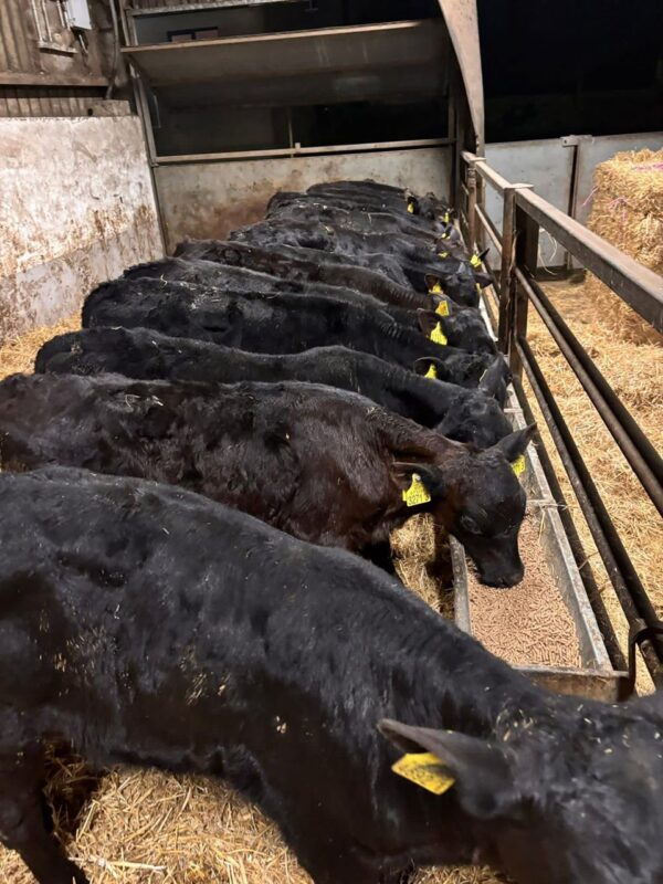 WhatsApp Image 2026-03-26 at 10.08.04 AM (2) Angus bottle calves