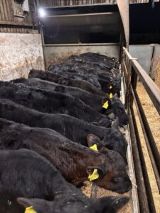 Angus weaned calves