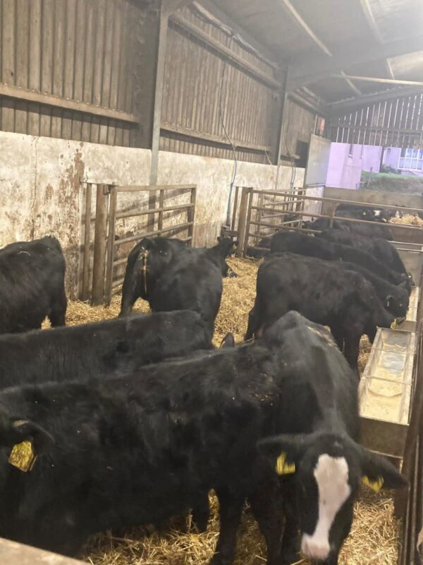 WhatsApp Image 2026-03-26 at 10.08.05 AM (1) Angus bottle calves