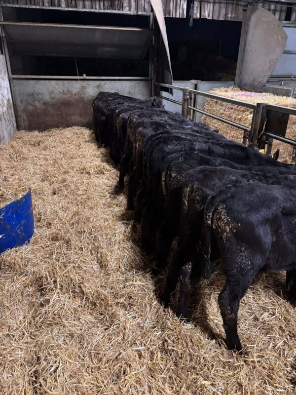 WhatsApp Image 2026-03-26 at 10.08.05 AM Angus bottle calves