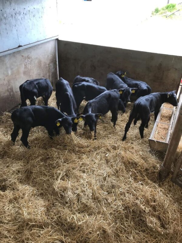 WhatsApp Image 2026-03-26 at 10.08.19 AM (1) Angus bottle calves