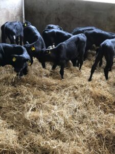 Angus bottle calves
