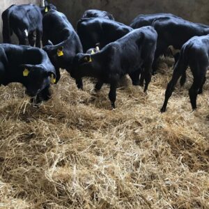 Angus bottle calves