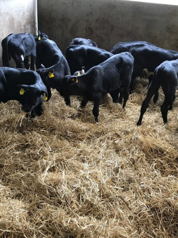 WhatsApp Image 2026-03-26 at 10.08.19 AM Angus bottle calves
