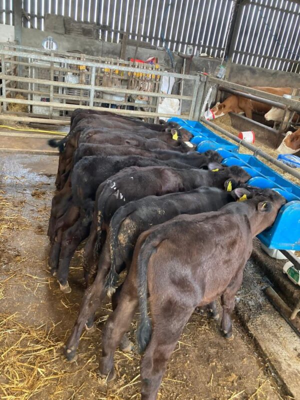 WhatsApp Image 2026-03-26 at 10.08.20 AM Brahma bottle calves