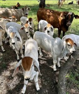 Brahma bottle calves