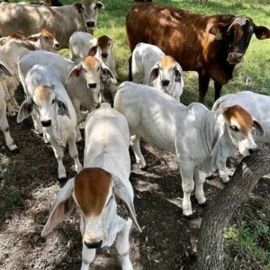 Brahma bottle calves