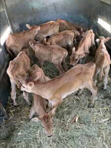 Jersey bottle calves