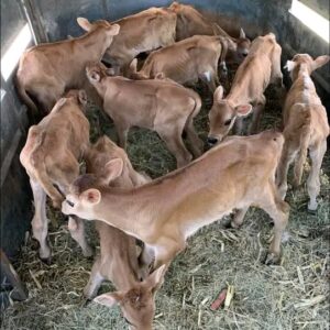 Jersey bottle calves