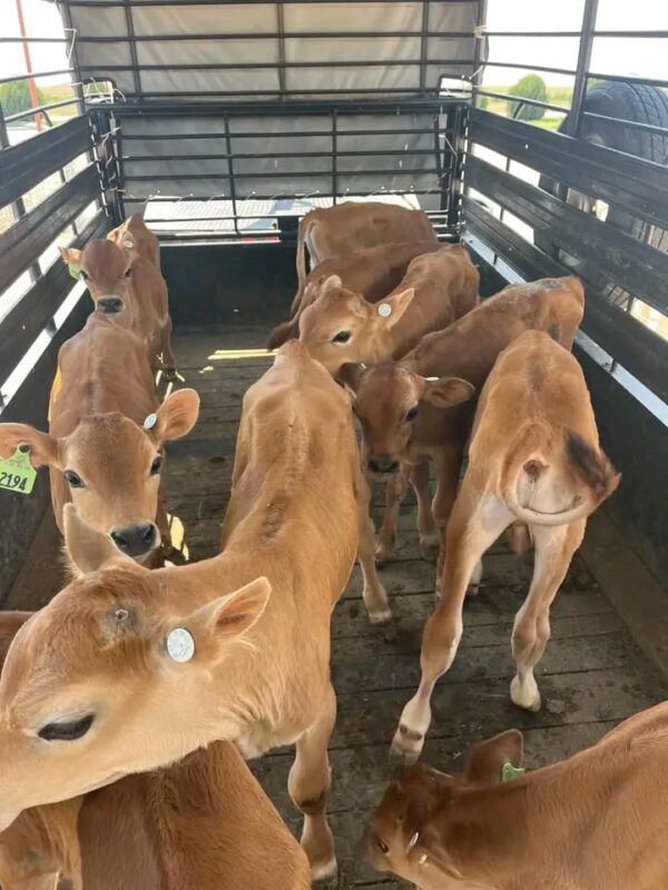 WhatsApp Image 2026-03-26 at 10.08.59 AM Jersey bottle calves