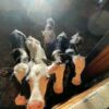 WhatsApp Image 2026-03-26 at 10.09.42 AM (1) Holstein bottle calves