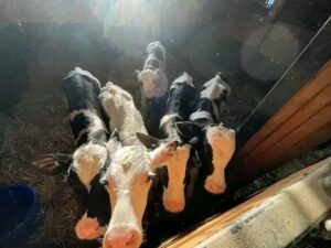 Holstein bottle calves