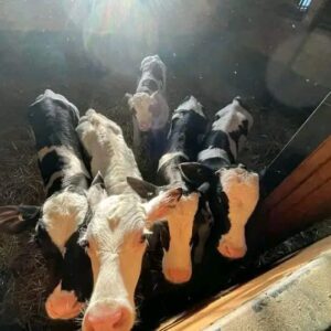Holstein bottle calves