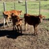 Jersey weaned calves