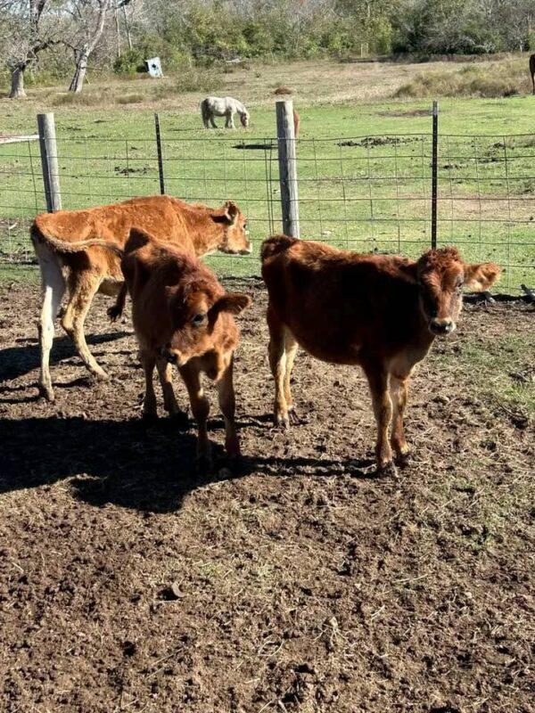 Jersey weaned calves