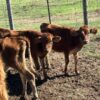 Jersey weaned calves